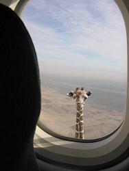 tall_giraffe